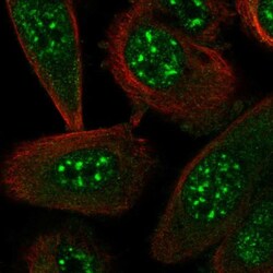 STYXL1 Antibody, Novus Biologicals 0.1mL; Unlabeled:Antibodies, Polyclonal